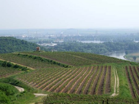vinice velk ernoseky